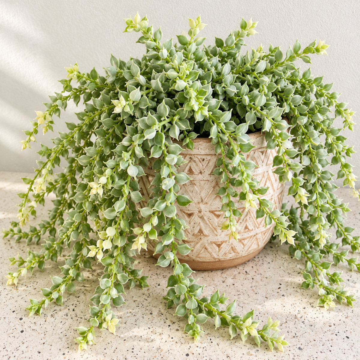Dischidia Ruscifolia Variegata - Variegated Million Hearts My Store