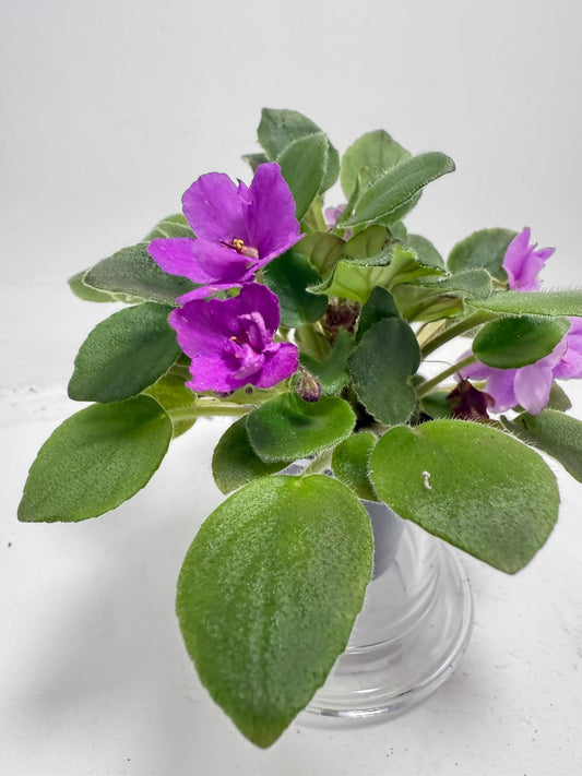 Miniature African Violet Child’s Play Pink with soft pink flowers