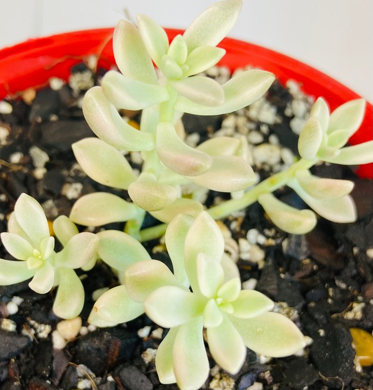 Rare Graptopetalum Mirinae Variegata growing in a 130mm nursery pot