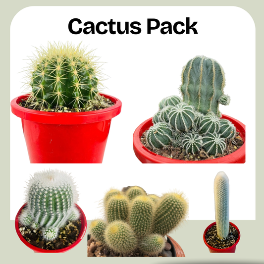 Mixed Cactus Pack featuring a selection of hardy 130mm cacti suitable for Australian gardens.