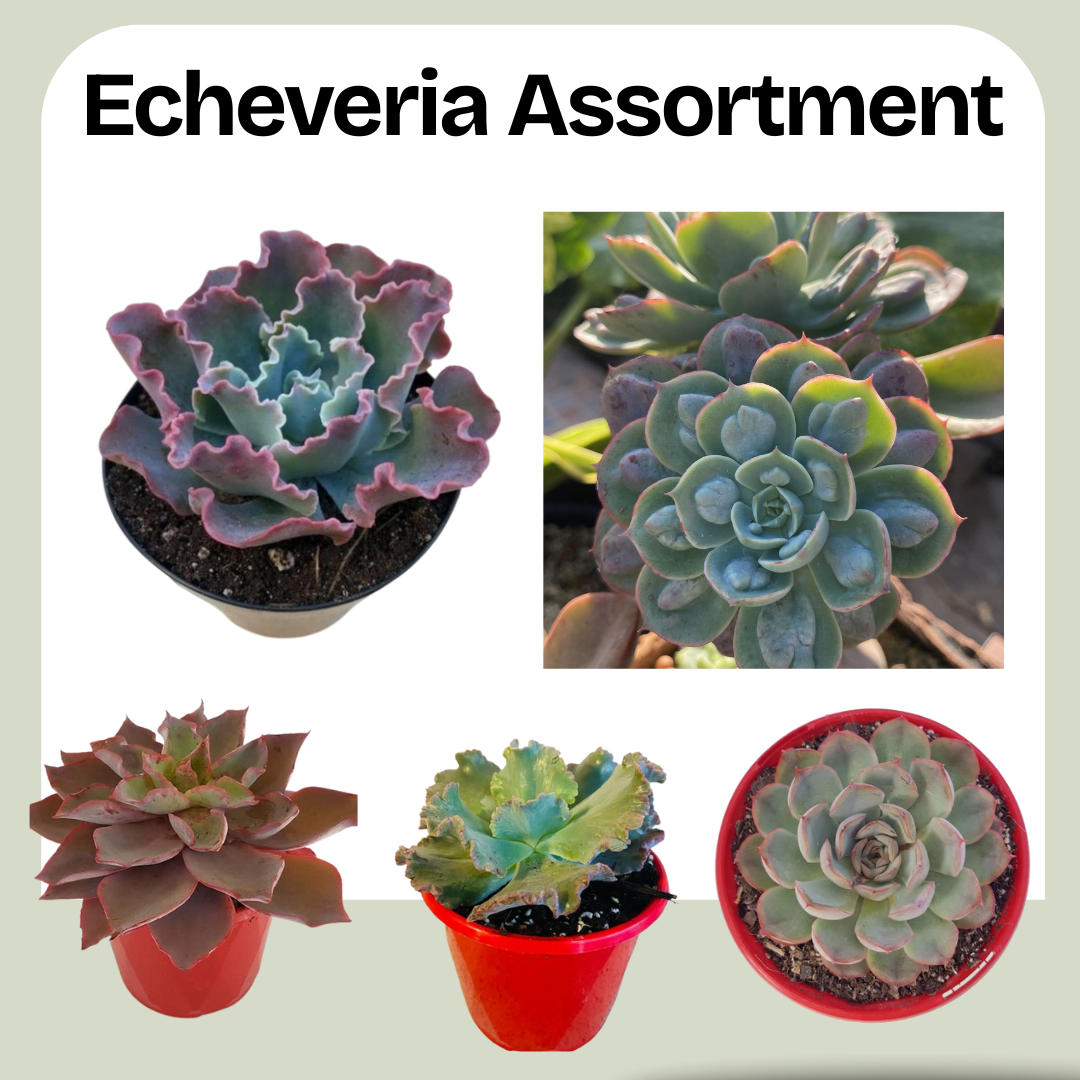 Echeveria Assortment – Mixed Varieties 