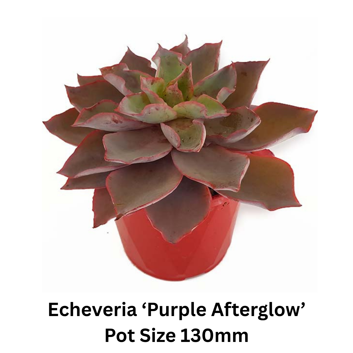 Premium mixed Echeveria pack featuring carefully selected succulent varieties for Australian plant lovers.