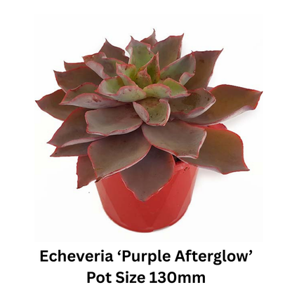Premium mixed Echeveria pack featuring carefully selected succulent varieties for Australian plant lovers.