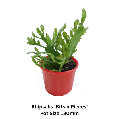 Mixed Rhipsalis collection featuring a variety of trailing epiphytic cactus plants.