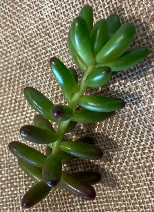 Mixed succulent cuttings collection Australia