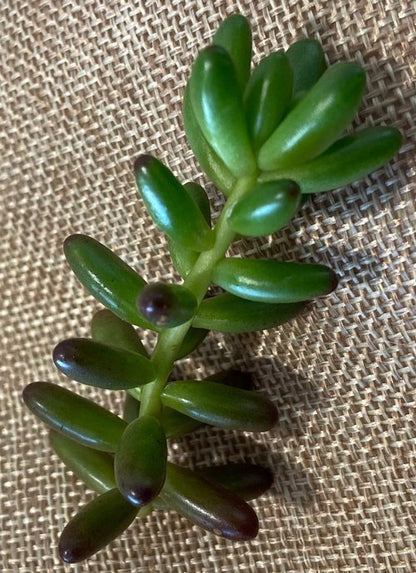 Mixed succulent cuttings collection Australia