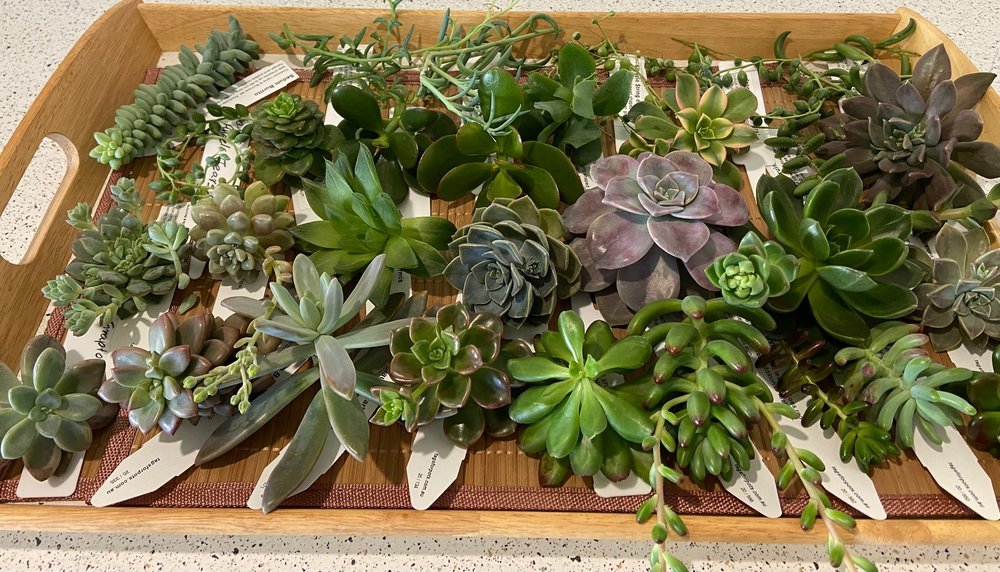 Mixed succulent cuttings collection
