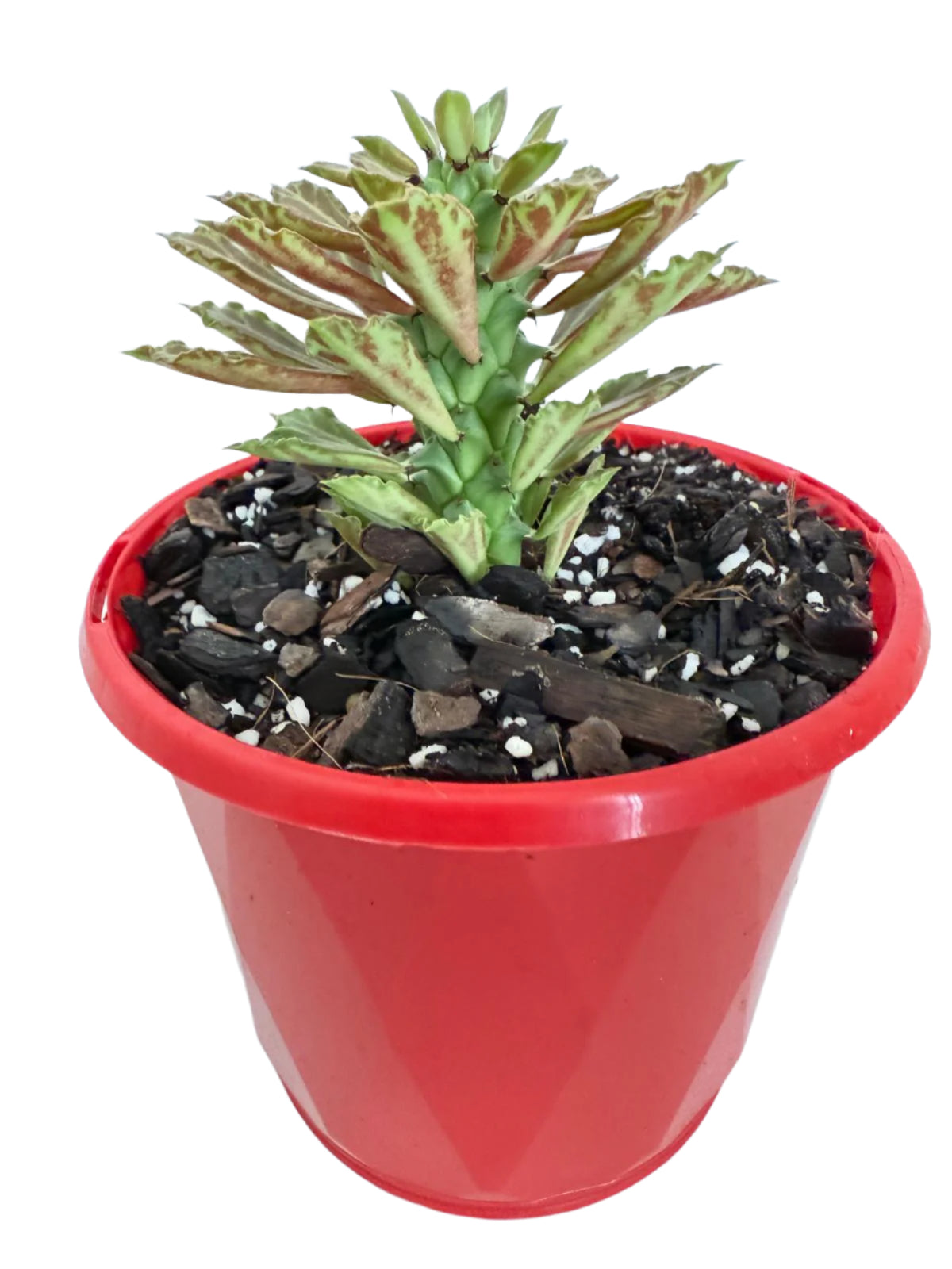 Monadenium reflexum growing in a nursery pot with a swollen caudex and upright finger-like stems.