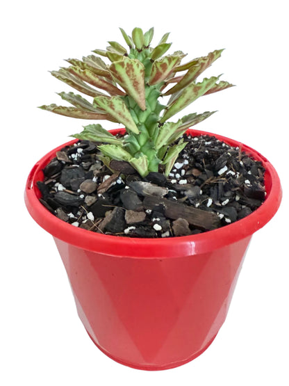 Monadenium reflexum growing in a nursery pot with a swollen caudex and upright finger-like stems.