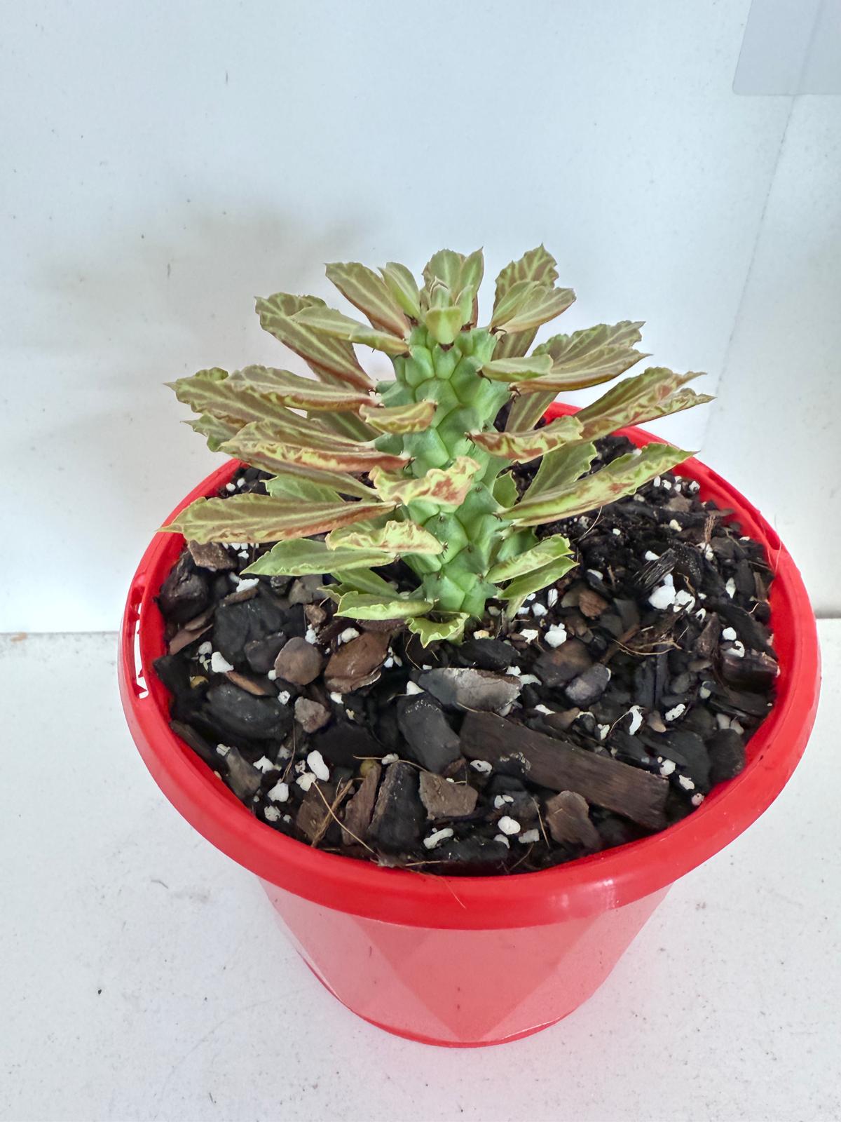 Monadenium reflexum with an aged caudex and bonsai-like branching habit.