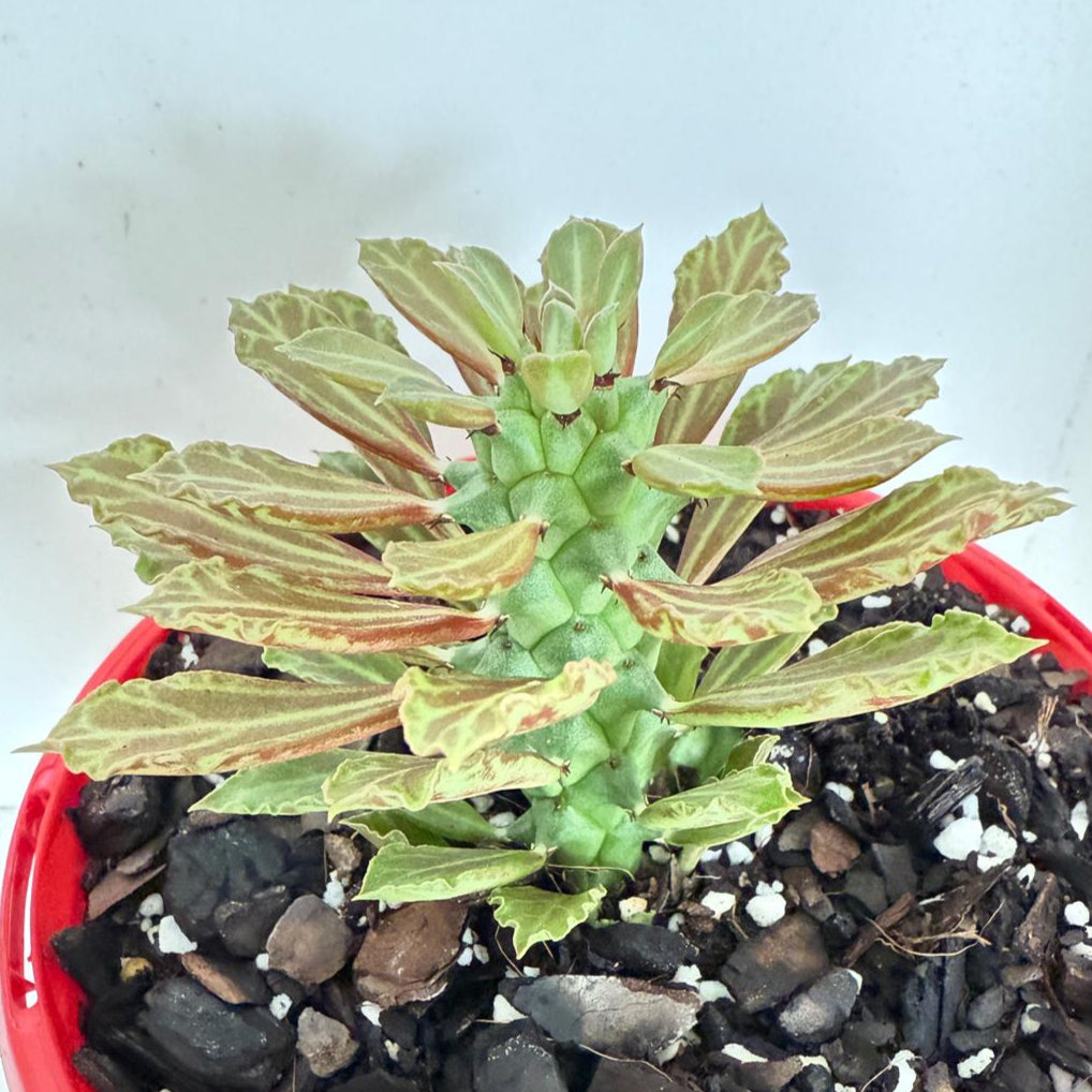 Close-up of the sculptural caudex on a healthy Monadenium reflexum collector plant.