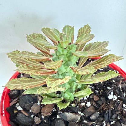 Close-up of the sculptural caudex on a healthy Monadenium reflexum collector plant.