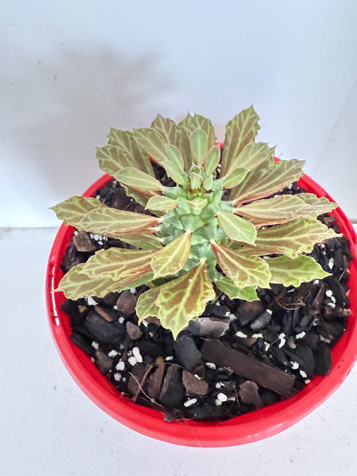 Monadenium reflexum displaying its distinctive architectural growth in a decorative pot.