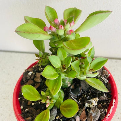 Monadenium ritchiei succulent in 130mm pot