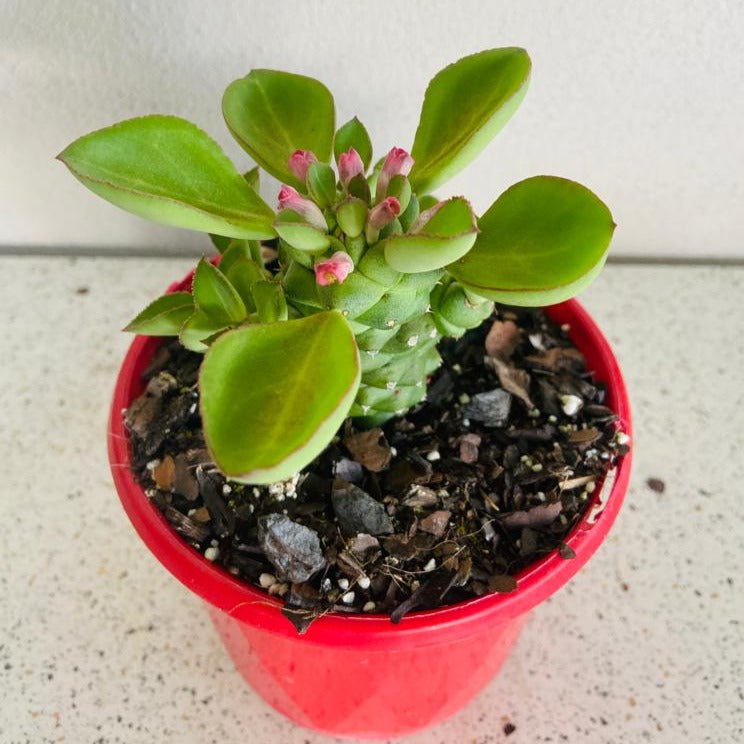 Monadenium ritchiei succulent plant Australia