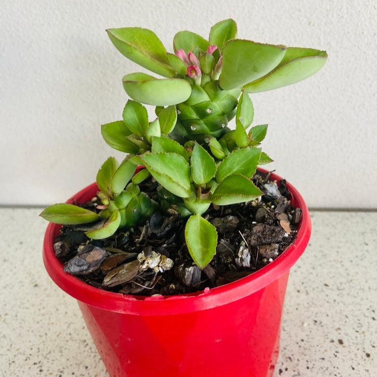 Monadenium ritchiei sculptural succulent stems