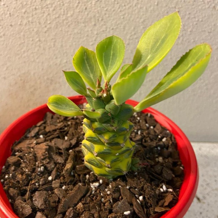 Monadenium ritchiei Variegata succulent growing in a 130mm nursery pot