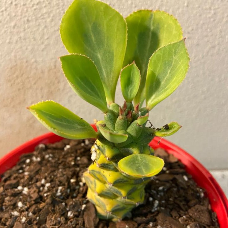 Monadenium ritchiei Variegata succulent with cream, pink and green variegated stems