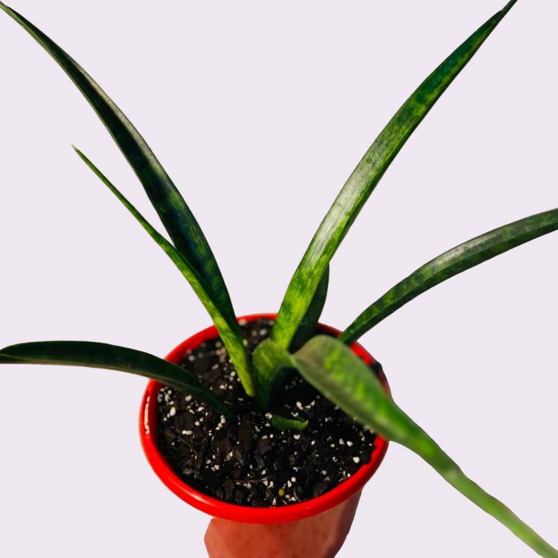 Sanseveria 130mm My Store