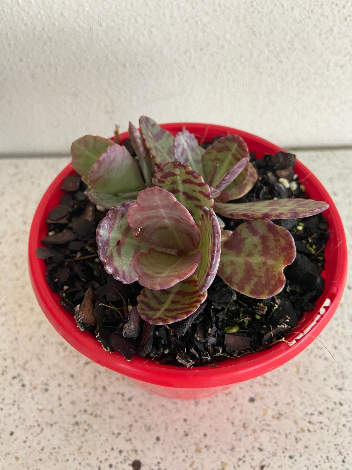 Kalanchoe humilis used as an indoor succulent plant