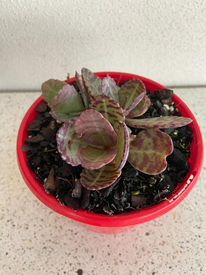 Kalanchoe humilis used as an indoor succulent plant
