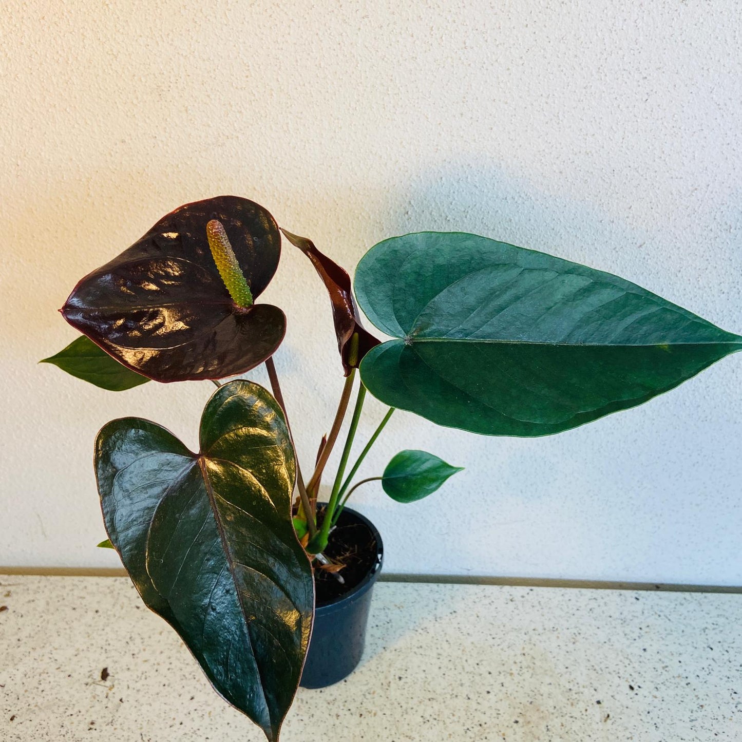 Anthurium Constancia (Brown)