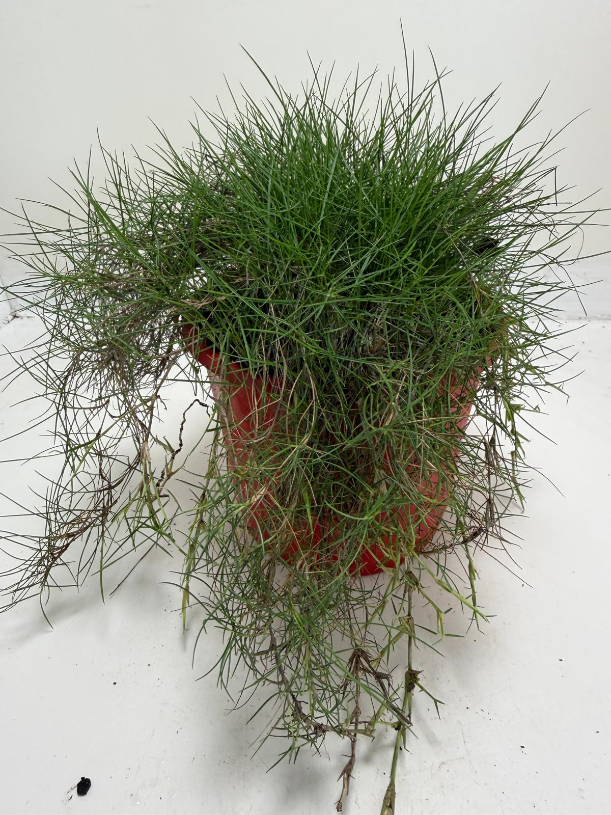 Low maintenance No Mow Grass used in Australian landscaping
