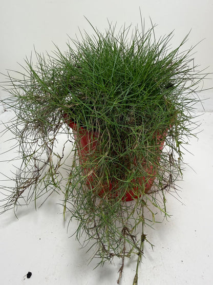 Low maintenance No Mow Grass used in Australian landscaping