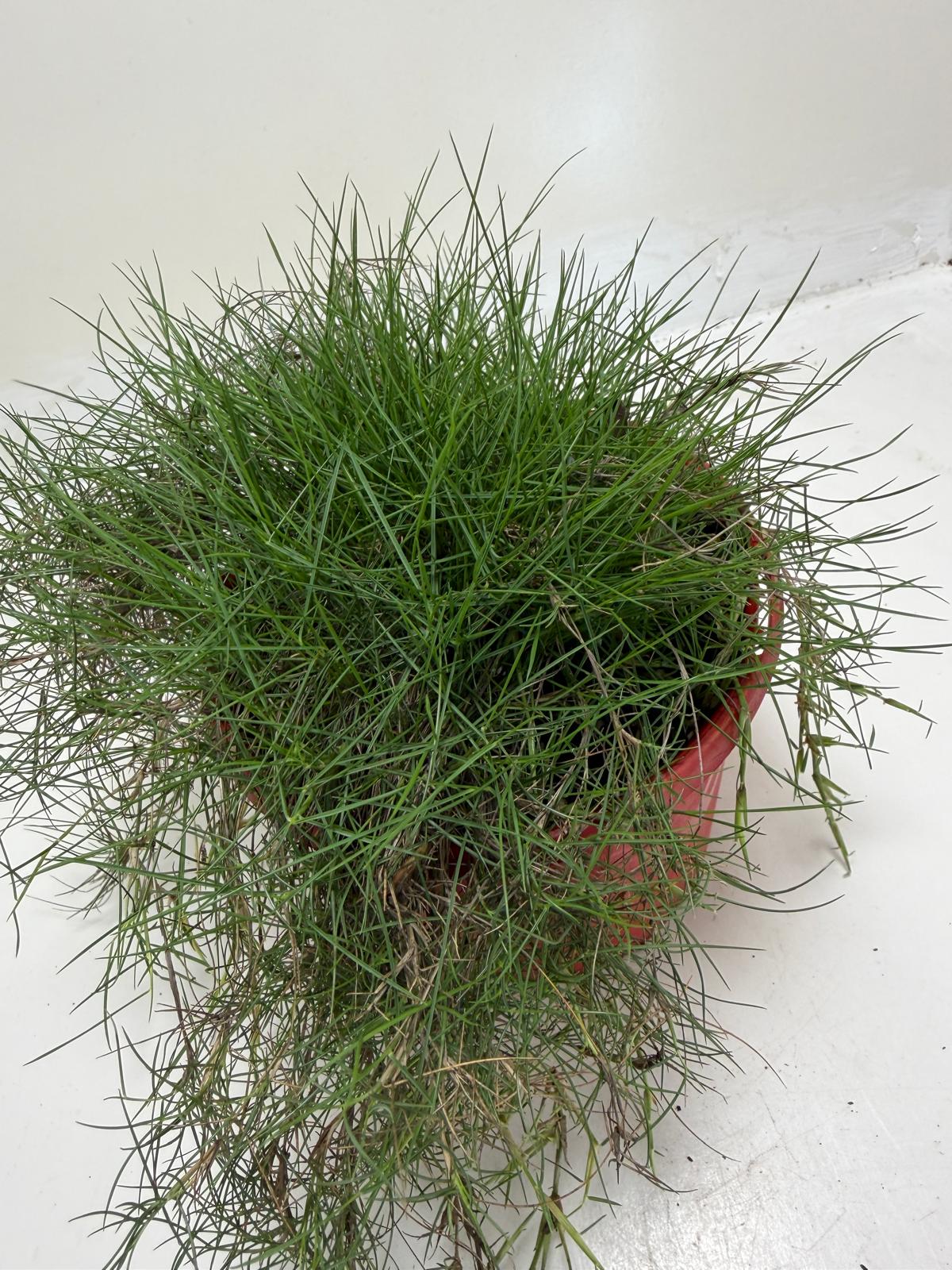No Mow Grass creating a soft natural lawn with fine green foliage