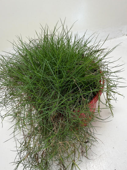 No Mow Grass creating a soft natural lawn with fine green foliage