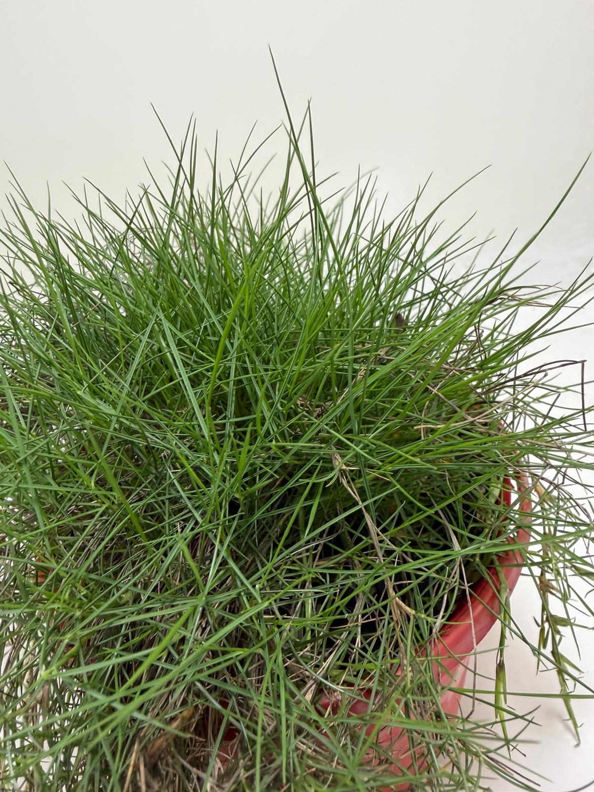 No Mow Grass ornamental ground cover growing in a garden