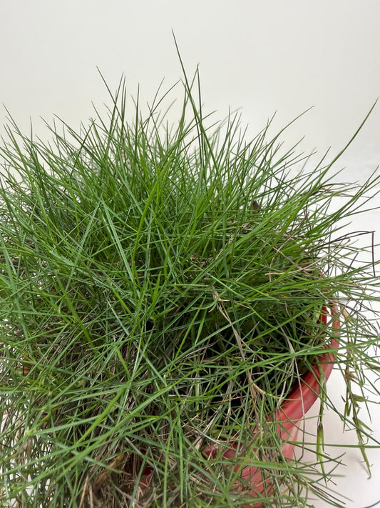 No Mow Grass ornamental ground cover growing in a garden