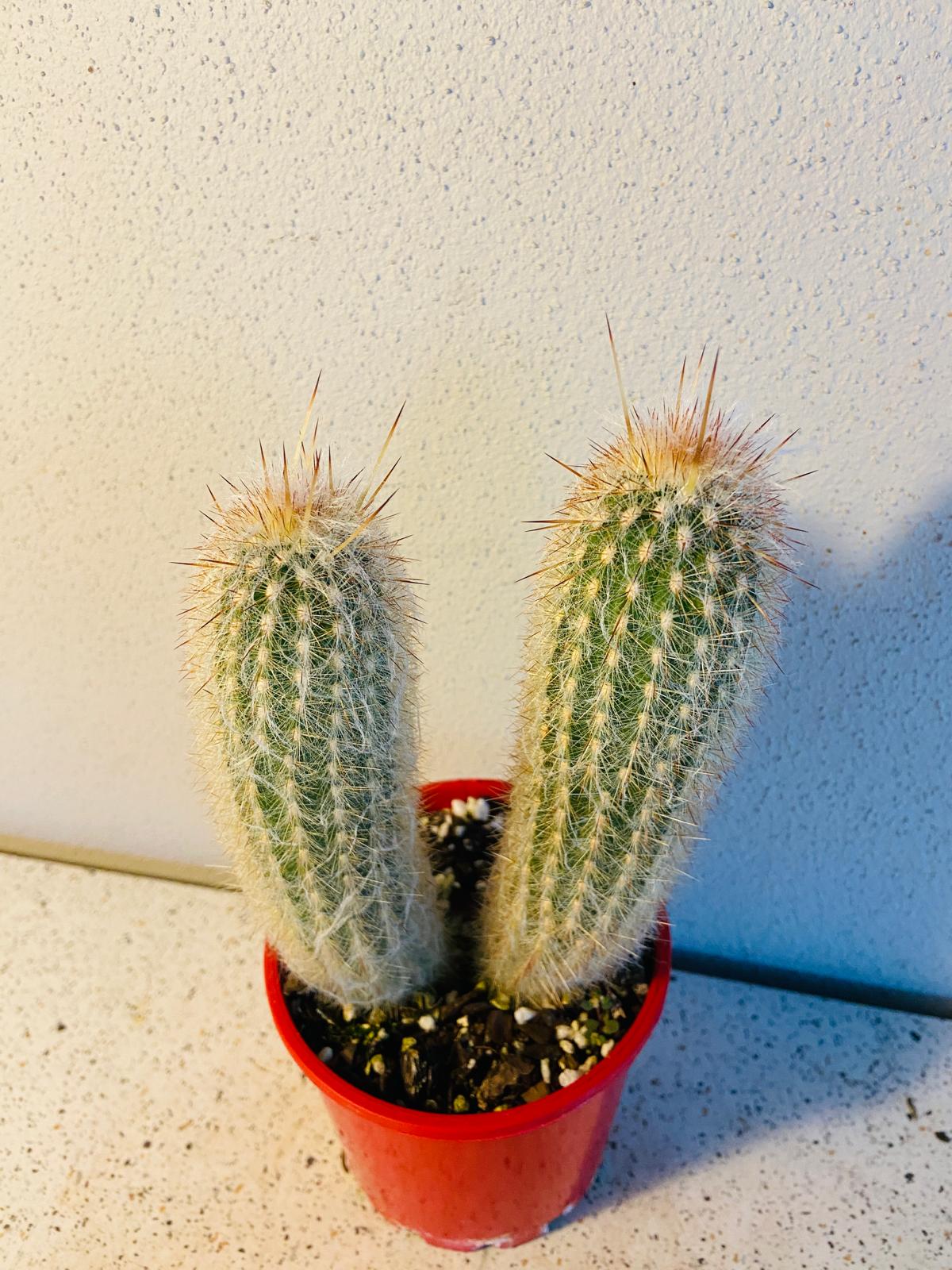 Old Man Cactus covered with long white hair-like spines