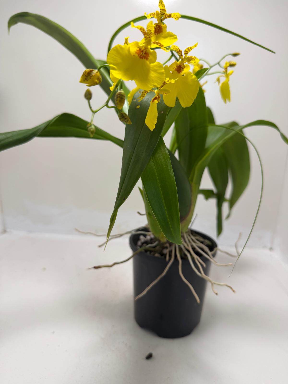 Oncidesa Saint Dawn Gold Dancing Lady orchid with bright yellow flowers