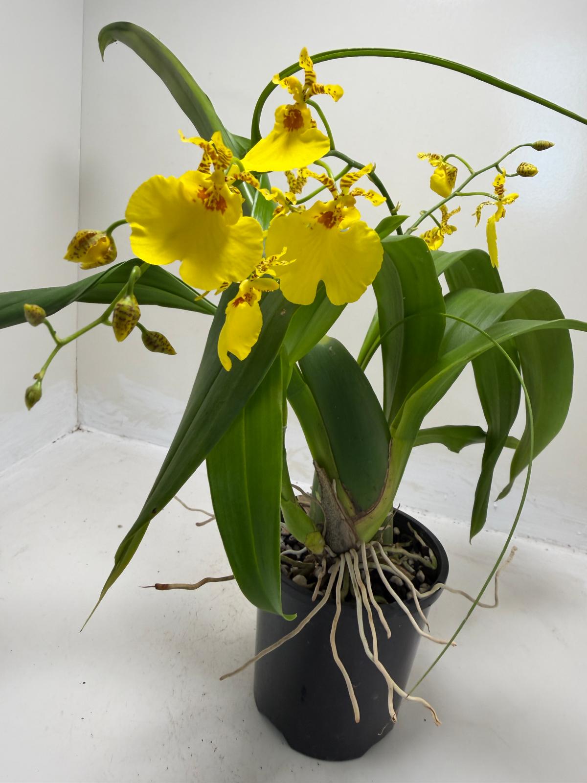 Oncidesa Saint Dawn Gold orchid with branching flower spikes