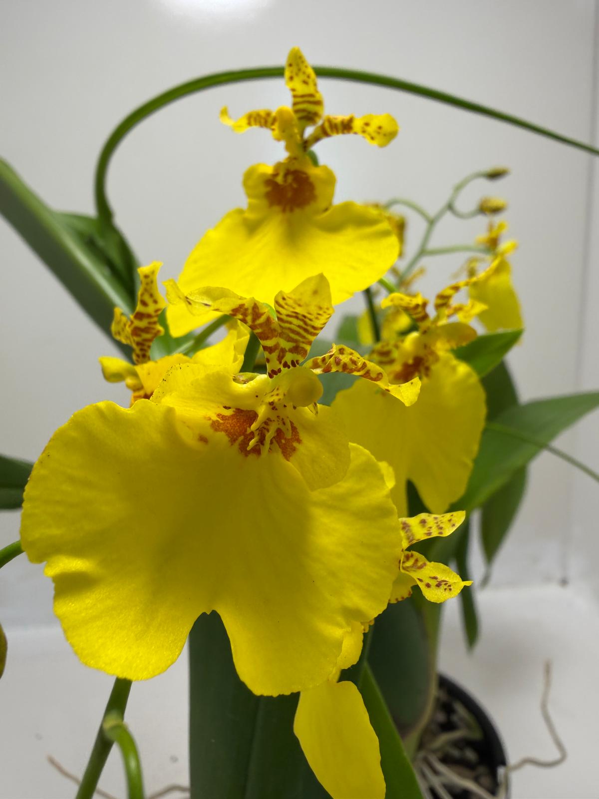 Bright yellow flowers of Oncidesa Saint Dawn Gold orchid