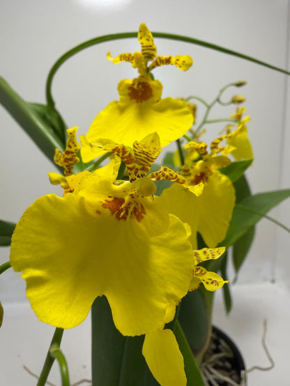 Bright yellow flowers of Oncidesa Saint Dawn Gold orchid