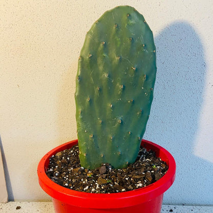 Opuntia Ficus Indica for sale, showing lush green pads in Australian sunlight. (Prickly Pear Cactus)