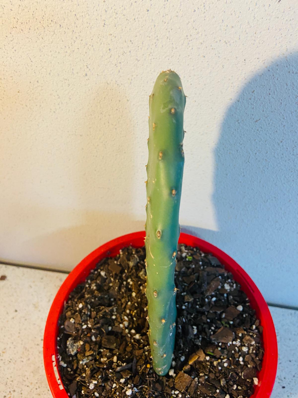 Spineless Opuntia Ficus Indica (Prickly Pear Cactus) variety available in Australia, ideal for easy harvesting and maintenance.