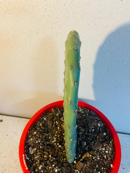 Spineless Opuntia Ficus Indica (Prickly Pear Cactus) variety available in Australia, ideal for easy harvesting and maintenance.