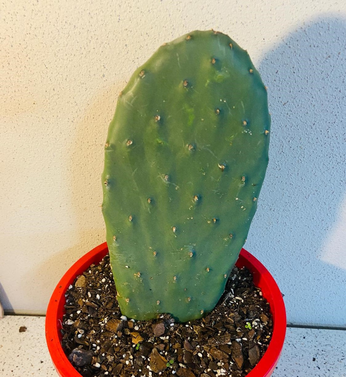 Opuntia Ficus Indica (Prickly Pear Cactus or Indian fig) plant inside a red pot