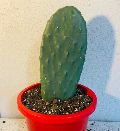 Close-up of Indian Fig Cactus (Prickly Pear Cactus), perfect for Australian gardens.
