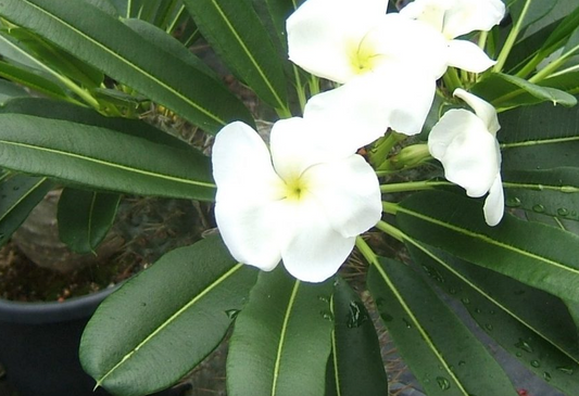 Pachypodium fiherense succulent with thick spiny trunk growing in a pot