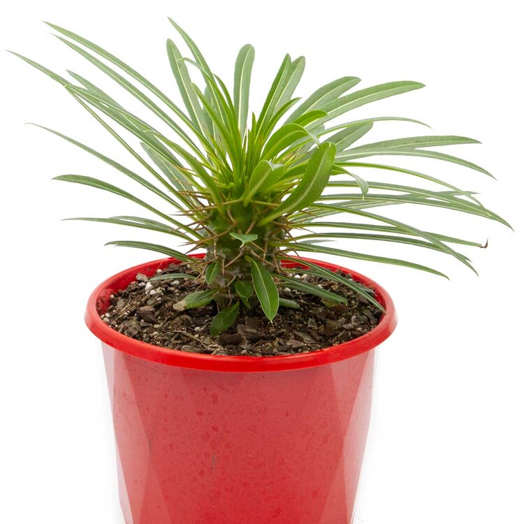 Rare Pachypodium fiherense collector plant with upright spiny stem