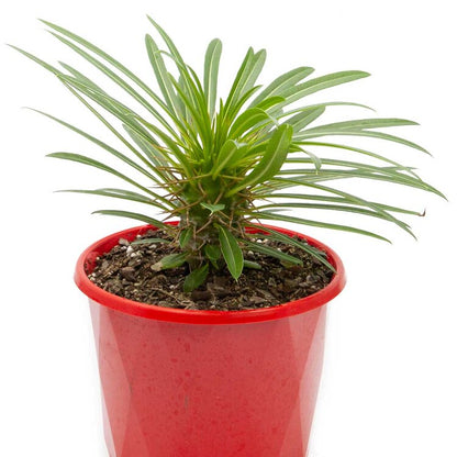 Rare Pachypodium fiherense collector plant with upright spiny stem