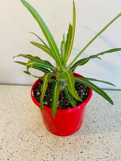 Close up of Pachypodium geayi showing spiny silver trunk and blue-green foliage