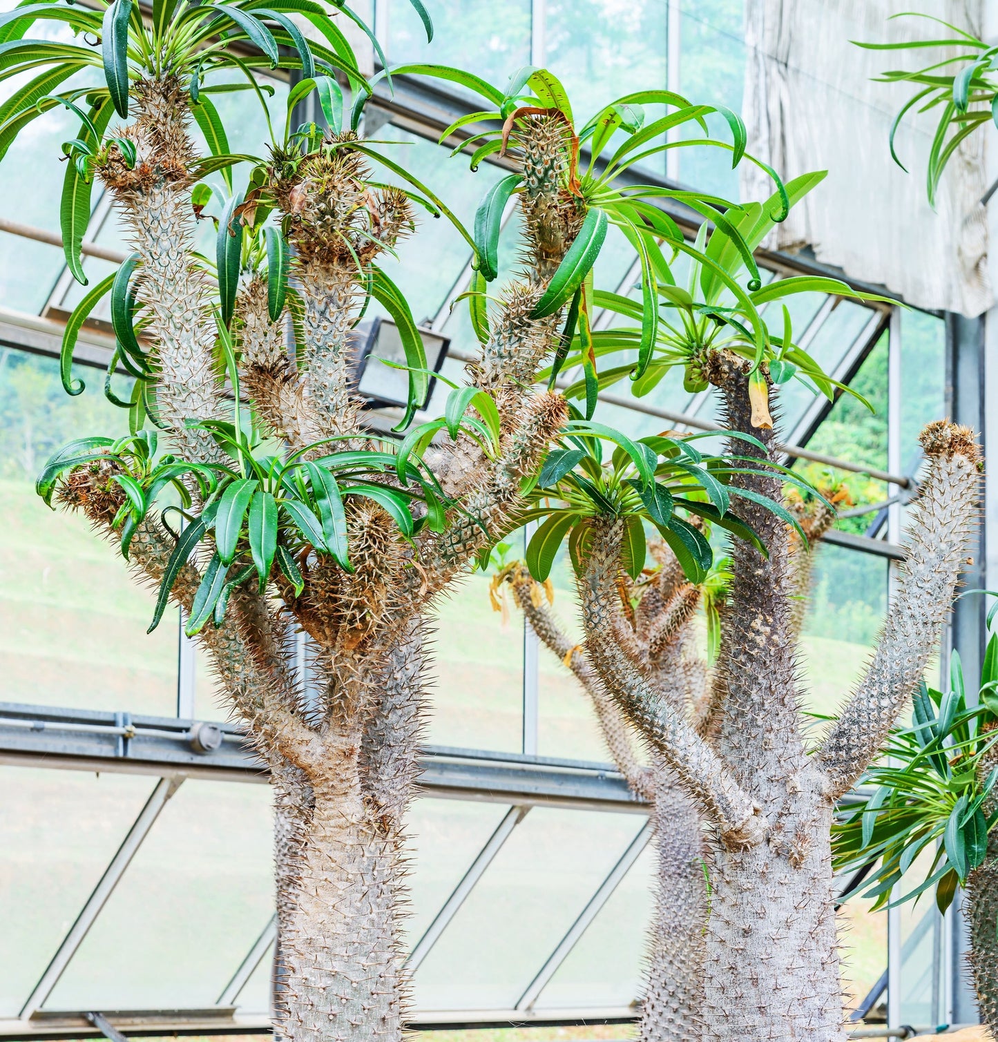 Pachypodium geayi Madagascar Palm with silver trunk and blue-green leaves