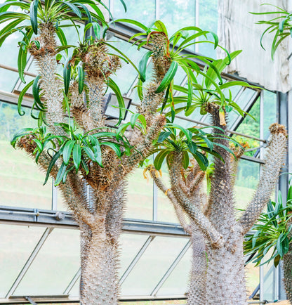 Pachypodium geayi Madagascar Palm with silver trunk and blue-green leaves