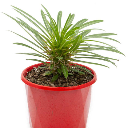 Pachypodium Lamerei- White Flower My Store