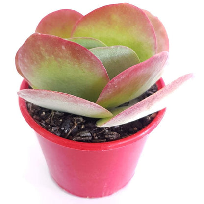 Close-up of Kalanchoe Paddle Plant leaves with green and red colouring